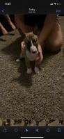 Bull Terrier Puppies for sale in Midland, TX, USA. price: NA