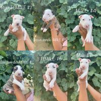 Bull Terrier Puppies for sale in 1500 W Orangeburg Ave, Modesto, CA 95350, USA. price: NA