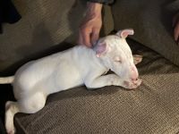 Bull Terrier Puppies for sale in Rocky Mount, NC 27803, USA. price: NA