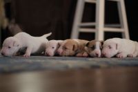 Bull Terrier Puppies for sale in Spring Hope, NC 27882, USA. price: NA