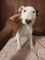 Bull Terrier Puppies for sale in 3833 1st St W, Birmingham, AL 35207, USA. price: $1,500