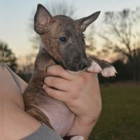 Bull Terrier Puppies for sale in Willow Springs, MO 65793, USA. price: $1,500