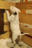 Bull Terrier Puppies for sale in Slidell, LA, USA. price: $1,000