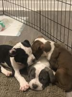 Bull Terrier Puppies for sale in Birmingham, AL, USA. price: $1,500