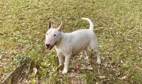 Bull Terrier Puppies for sale in DeLand, FL, USA. price: $500