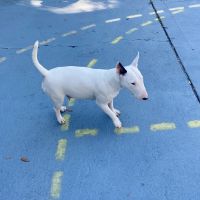 Bull Terrier Puppies for sale in DeLand, FL, USA. price: $300