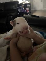 Bull Terrier Puppies for sale in Spartanburg, SC, USA. price: $1,500