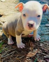 Bull Terrier Puppies for sale in Eight Mile, Alabama. price: $300