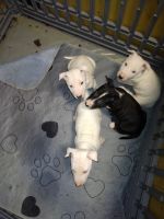 Bull Terrier Puppies for sale in Salinas, California. price: $80,000