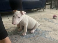 Bull Terrier Puppies for sale in Miami Beach, Florida. price: $1,300