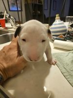 Bull Terrier Puppies for sale in Ft. Lauderdale, Florida. price: $2,000
