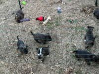 Bull Terrier Puppies for sale in McKinney, Texas. price: NA