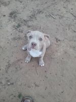 Bull Terrier Puppies for sale in Wichita Falls, Texas. price: $500