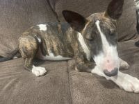 Bull Terrier Puppies for sale in Fresno, California. price: $50