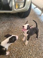 Bull Terrier Miniature Puppies for sale in Riverside, CA, USA. price: NA