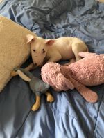 Bull Terrier Miniature Puppies Photos