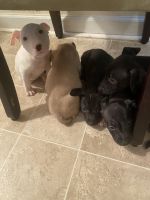 Bull Terrier Miniature Puppies for sale in Rocky Mount, NC, USA. price: NA
