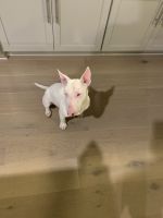 Bull Terrier Miniature Puppies for sale in Tracy, CA 95377, USA. price: NA