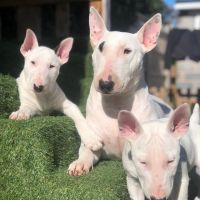 Bull Terrier Miniature Puppies for sale in Indianapolis, IN 46227, USA. price: NA