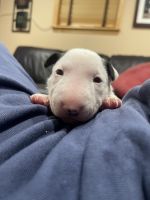 Bull Terrier Miniature Puppies for sale in Brooklyn, NY, USA. price: NA