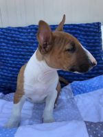 Bull Terrier Miniature Puppies for sale in Newman, CA 95360, USA. price: NA