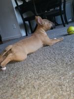 Bull Terrier Miniature Puppies for sale in Modesto, CA, USA. price: NA