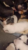 Bull Terrier Miniature Puppies for sale in San Antonio, TX, USA. price: NA