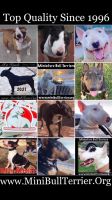 Bull Terrier Miniature Puppies for sale in North Hollywood, Los Angeles, CA, USA. price: NA