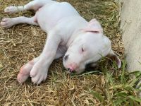 Bull Terrier Miniature Puppies for sale in 11301 Farrah Ln, Austin, TX 78748, USA. price: NA