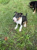 Bull Terrier Miniature Puppies for sale in Plant City, FL, USA. price: NA