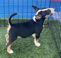 Bull Terrier Miniature Puppies for sale in Redding, CA, USA. price: NA