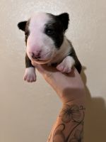 Bull Terrier Miniature Puppies for sale in Madera, CA 93638, USA. price: NA