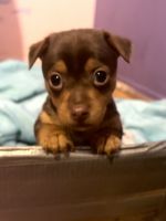 Bull Terrier Miniature Puppies for sale in Rio Vista, CA 94571, USA. price: NA