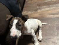Bull Terrier Miniature Puppies for sale in Clearlake, CA, USA. price: NA