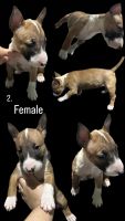 Bull Terrier Miniature Puppies for sale in Fontana, CA 92335, USA. price: $1,100