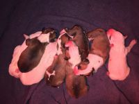 Bull Terrier Miniature Puppies for sale in Springfield, OR, USA. price: NA