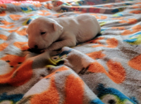 Bull Terrier Miniature Puppies for sale in Glasgow, KY 42141, USA. price: NA
