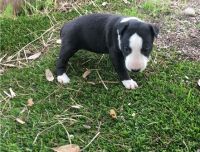 Bull Terrier Miniature Puppies for sale in Tecate, CA 91987, USA. price: NA