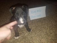 Bull Terrier Miniature Puppies for sale in Montpelier, OH 43543, USA. price: NA