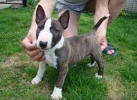 Bull Terrier Miniature Puppies for sale in Baton Rouge, LA, USA. price: NA