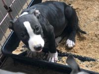 Bull Terrier Miniature Puppies for sale in Cleveland, OH, USA. price: NA