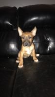 Bull Terrier Miniature Puppies for sale in Des Moines, IA, USA. price: NA