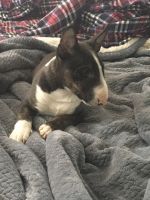 Bull Terrier Miniature Puppies for sale in Warner Springs, CA 92086, USA. price: NA