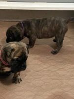 Bullmastiff Puppies for sale in Valley Springs, CA 95252, USA. price: NA