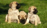 Bullmastiff Puppies Photos