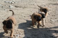 Bullmastiff Puppies for sale in LOS RANCHOS DE ABQ, NM 87114, USA. price: NA