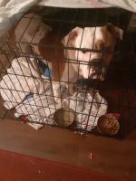 Bullmastiff Puppies for sale in Fort Lauderdale, FL, USA. price: NA