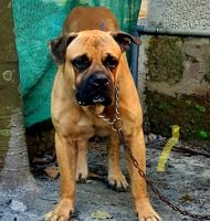 Bullmastiff Puppies for sale in Mankave, Kozhikode, Kerala, India. price: 20000 INR