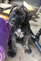 Bullmastiff Puppies for sale in Greenville, NC, USA. price: NA