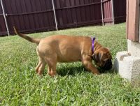 Bullmastiff Puppies for sale in Duncanville, TX 75116, USA. price: NA